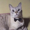 ブログ『I love畳』　　愛猫ジョイです